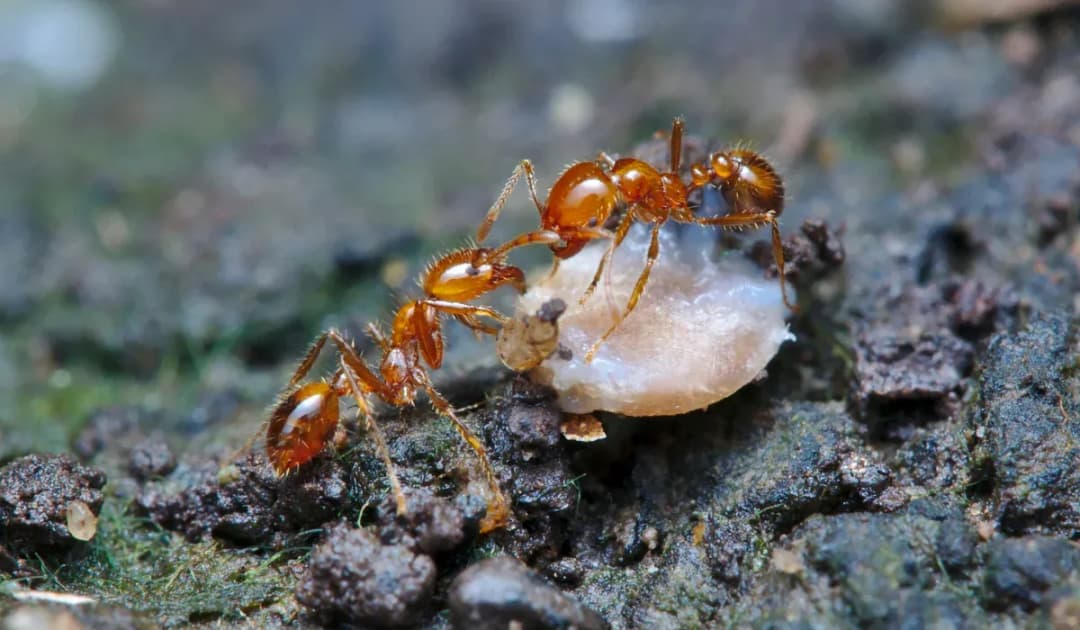 Fire ants treatment