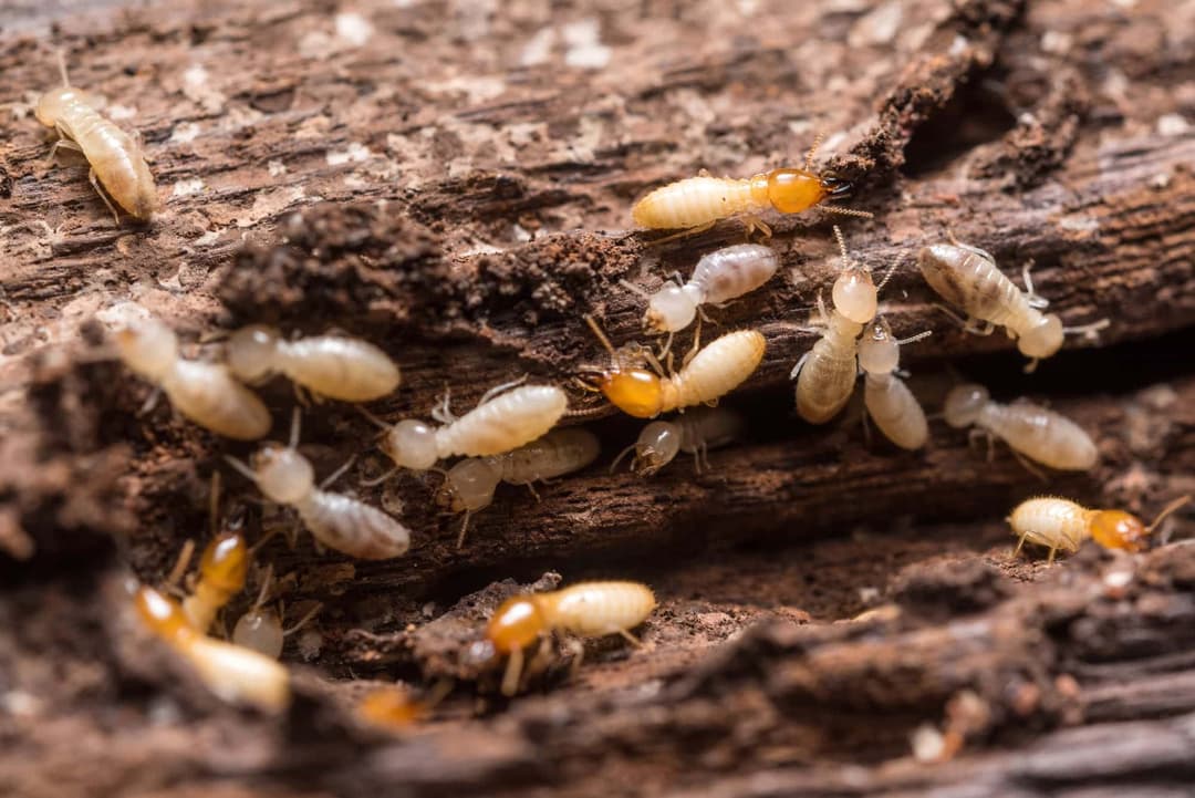 Termite treatment